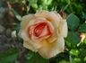 Fragrant Apricot ™ rose photo