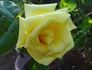 Always Love You rose photo