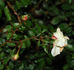 Johanna Tantau rose photo