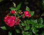 Président Duhem rose photo