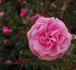 Bonett rose photo
