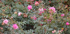 Bonett rose photo
