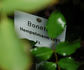 Bonett rose photo