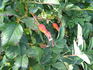 Gay Centennial rose photo
