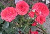 Fire Princess rose photo