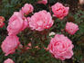 Blühwunder ® rose photo