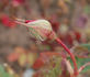 Kaiserin Farah rose photo