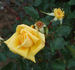 Samara rose photo