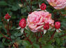 Bad Kissingen rose photo