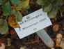 Bad Kissingen rose photo