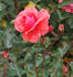 Vivarose rose photo
