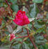 Francine rose photo