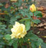 Goldbeet rose photo