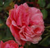 Rosa Sport von Meteor rose photo