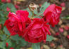 Ama rose photo