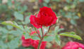 Ama rose photo