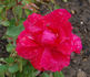 Dance of Joy rose photo