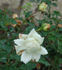 Johanna Tantau rose photo