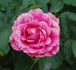 Pink Garnette rose photo