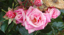 August Jäger rose photo