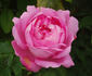 Comte de Mortemart rose photo