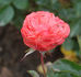 Alte Liebe rose photo