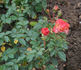 Alte Liebe rose photo