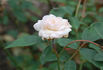 Martha Keller rose photo