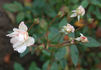Martha Keller rose photo
