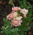 Marytje Cazant rose photo