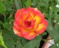 Fireworks ™ rose photo