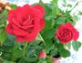 Sorcerer ™ rose photo