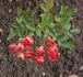 Koster's Triumph rose photo