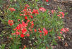 Koster's Triumph rose photo