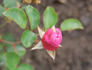 Fluffy Ruffles rose photo