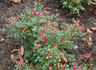Midget rose photo