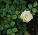 Bouquet Blanc rose photo