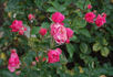 Rosa Orange Triumph rose photo