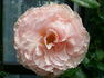 Bräurosl rose photo
