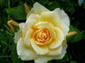 Lugano rose photo