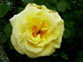 Maria rose photo