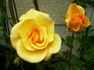 Herzog Franz Rose rose photo