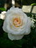 Christiane Herzog rose photo