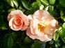 Burgl rose photo