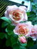 Corado rose photo