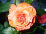 Don Bosco rose photo