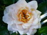 Kolby rose photo