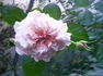 Badener Rosentraum rose photo