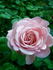 Bad Kissingen rose photo