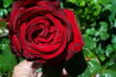 Esprit rose photo